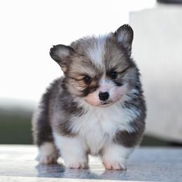 SPICE - Sable female Pembroke Welsh Corgi puppy in Mona, Utah from Sorensen Corgis