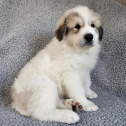Dozer - Dark blue collar - White and badger male Great Pyrenees puppy in Monmouth, Maine from Flewelling Great Pyrenees