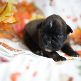 Tiana - Fawn female Boxer puppy in Warsaw, New York from Hillview Kennels