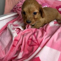 Rachel - Wheaten female Dachshund puppy in Lake City, Florida from My Ditzy Doxies of Florida