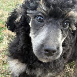 Checkers - Phantom male Poodle puppy in Huntsville , Alabama from Heart Song Standard Poodles