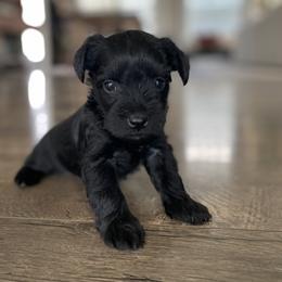 Jack - Black male Miniature Schnauzer puppy in South Jordan, Utah from Kelli Palmer