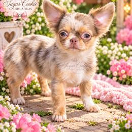 Chihuahua Puppies from Sugar Cookie Chihuahuas