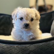 Shichon Puppies from Great Lakes Teddy Bear Dogs