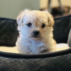 Shichon Puppies from Great Lakes Teddy Bear Dogs
