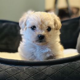 Shichon Puppies from Great Lakes Teddy Bear Dogs