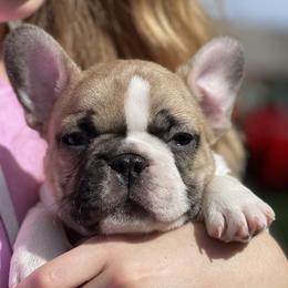 French Bulldogs from Head Turner Kennels, LLC