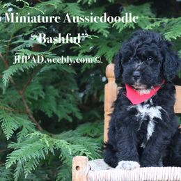 Bashful - Blue merle male Aussiedoodle puppy in Lexington, Alabama from Johnson’s Highland Pride Aussiedoodles