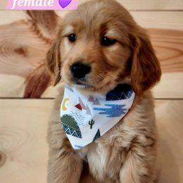 Golden Retriever Puppies from Country Girl Golden Retrievers