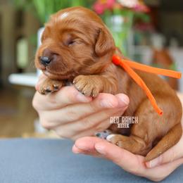 Rocket - Red  male Goldendoodle puppy in Salado, Texas from Red Ranch Dogs