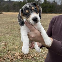 Max - Piebald male Dachshund puppy in Milroy, Pennsylvania from Not Your Average Weiner
