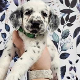 Bop It - White and black male Dalmatian puppy in Gray, Georgia from Fuller Spots