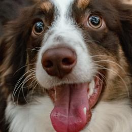 Miniature American Shepherds and Toy Australian Shepherds from Riverstone Aussies