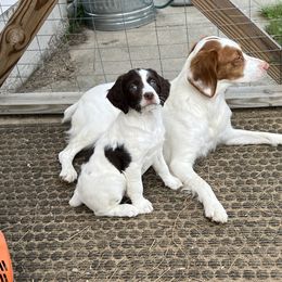 Brittany Puppies from Assets Brittany’s