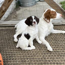 Brittany Puppies from Assets Brittany’s