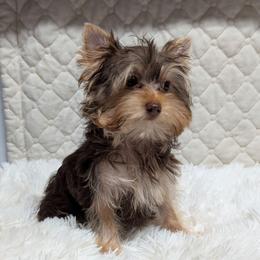 Gina - Chocolate and tan female Yorkshire Terrier puppy in Gatesville, Texas from KontryKritterz Yorkies