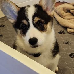 Emerald (Emmy) - Black and tan female Pembroke Welsh Corgi puppy in Salem, Oregon from Peakaview Corgis