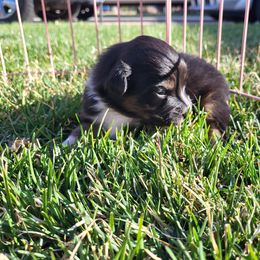 Australian Shepherd Puppies from Charmed Australian Shepherds