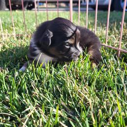 Australian Shepherd Puppies from Charmed Australian Shepherds