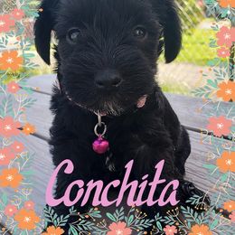 Miniature Schnauzer Puppies from Amaya Lara Schnauzers