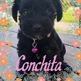Miniature Schnauzer Puppies from Amaya Lara Schnauzers