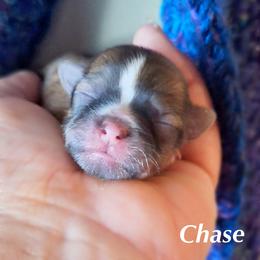 Chase - Red male Mi-Ki puppy in Toronto, Ohio from Shekinah’s Mi-Kis & Cricket Hill’s Westies