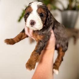 Rainer - Merle female Bernedoodle puppy in Ammon, Idaho from Little Stone Bernedoodles