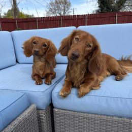 Molly - Dachshund