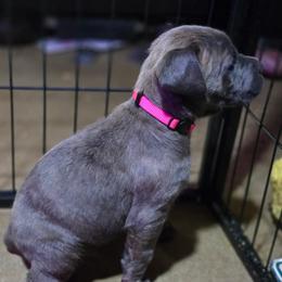 Aphrodite - Gray brindle female Cane Corso puppy in Sandia, Texas from OneTime Cane Corso