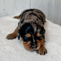 Joseph - Merle male Assorted Doodle Crosses puppy in Arlington, Washington from Doodle Love Laugh