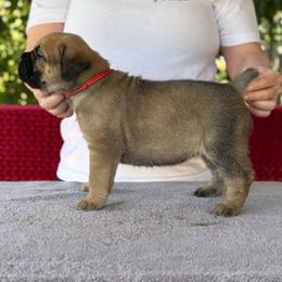 Red Collar N - Fawn female Cane Corso puppy in Paris, Texas from Knucklehead Cane Corso