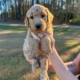 Tinsel - Apricot female Goldendoodle puppy in Kenansville, North Carolina from J+A Family Doodles