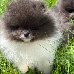Mudbud - Blue parti male Pomeranian puppy in Newark, Ohio from Keeperofstars Pomeranians