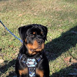 Rottweiler Puppies from Hicks Farms Rottweilers