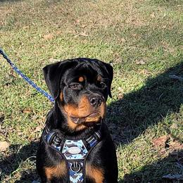 Rottweiler Puppies from Hicks Farms Rottweilers