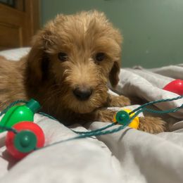 Vinny - Apricot male Goldendoodle puppy in Centralia, Missouri from Oodles Of Doodles Mo.