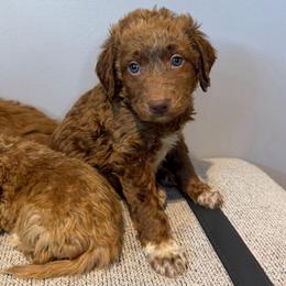 Big Ben, Green Collar - Parti male Goldendoodle puppy in Valley Center, Kansas from The Goldendoodle Gal