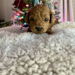 Popsicle - Red female Cavapoo puppy in Tucson, Arizona from Indie Boo’s mini Cavapoos
