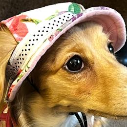 Dachshunds from Weenie Wonderland