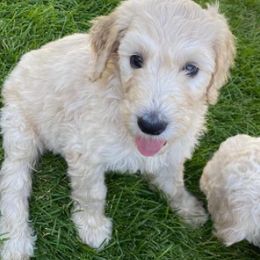 Goldendoodles from Island 7 Goldendoodles