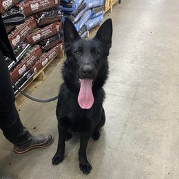 Belgian Malinois, Biewer Terriers, and German Shepherds from East KY K9