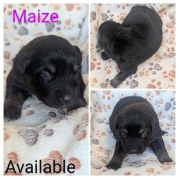 Maize - Black tri-color female Australian Shepherd puppy in Squaw Valley, California from A&M Australian Shepherds