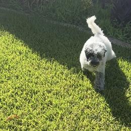 Roadie - Black and chalk male Australian Labradoodle puppy in Denton, Texas from Dignity Labradoodles