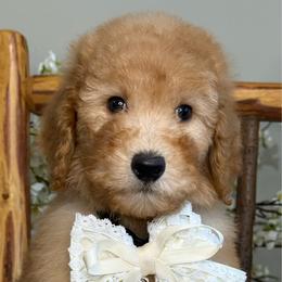 Phoneix - Apricot female Goldendoodle puppy in Yuciapa, California from AlltheDoodlez_