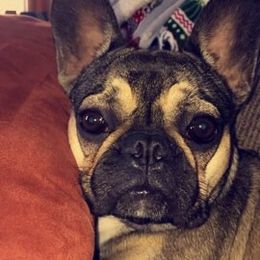 Boston Terrier, Bulldog, and French Bulldog Puppies from JP Ranch Bulldogs