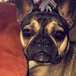 Boston Terrier, Bulldog, and French Bulldog Puppies from JP Ranch Bulldogs