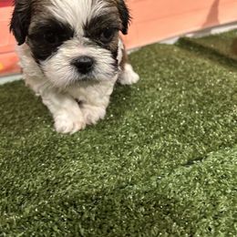 Enzo - Tricolor male Shih Tzu puppy in Boston, Massachusetts from London's puppies
