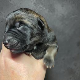 Melanie - Sable female German Shepherd puppy in Oakland, Oregon from VHM German Shepherds