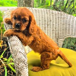Tiffany - Ruby female Cavalier King Charles Spaniel puppy in Watsontown, Pennsylvania from Huntsman Cavaliers