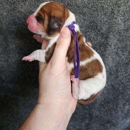 Purple collar - Mahogany and white female Basset Hound puppy in Alton, Illinois from Show Me Great Danes and Basset Hounds